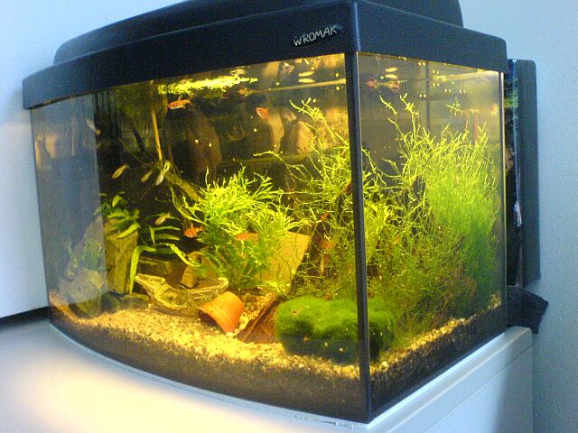 Aquarium 25 l Mini Amano